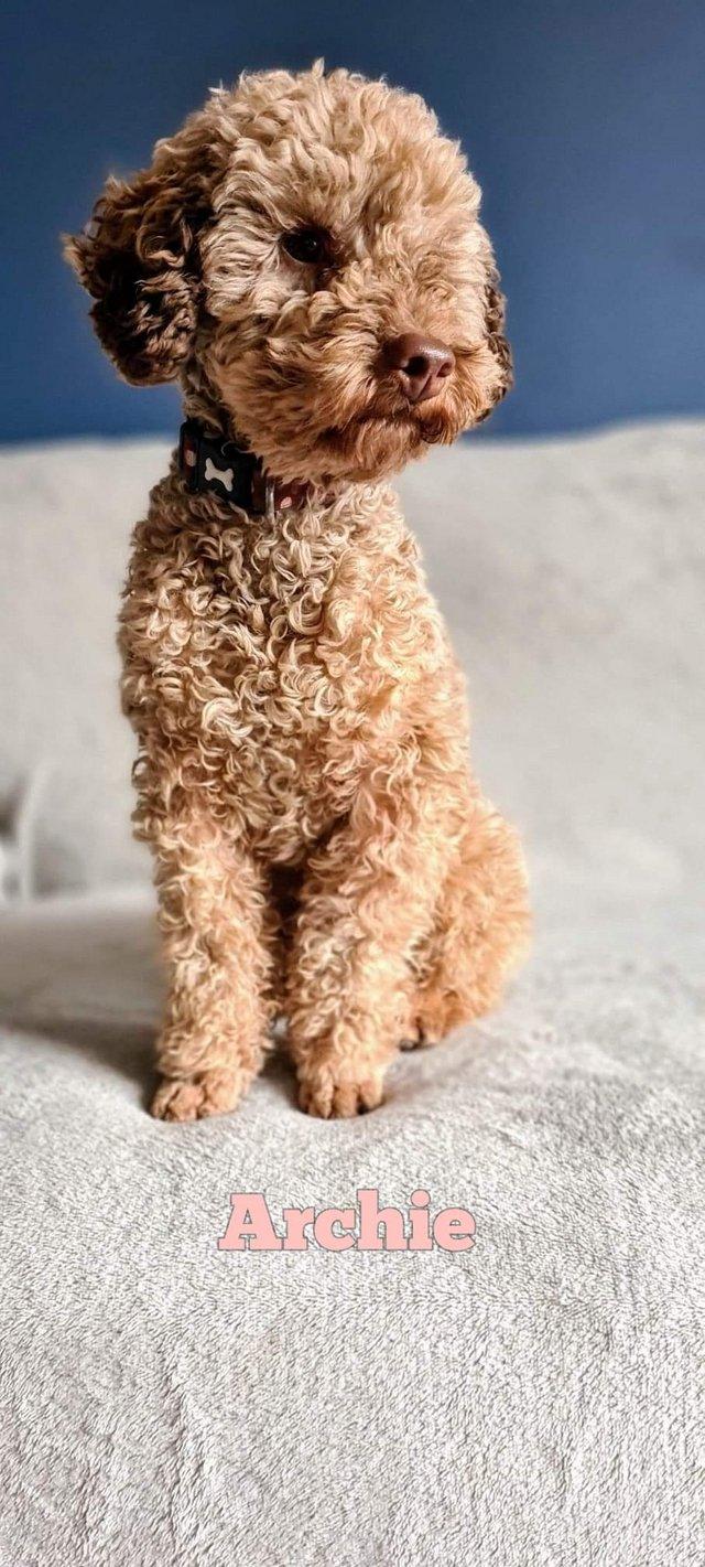 Preview of the first image of Chocolate Sable Toy Poodle Stud Dog (Health Tested).