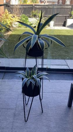 Image 1 of Two Succulents and tall plant pots