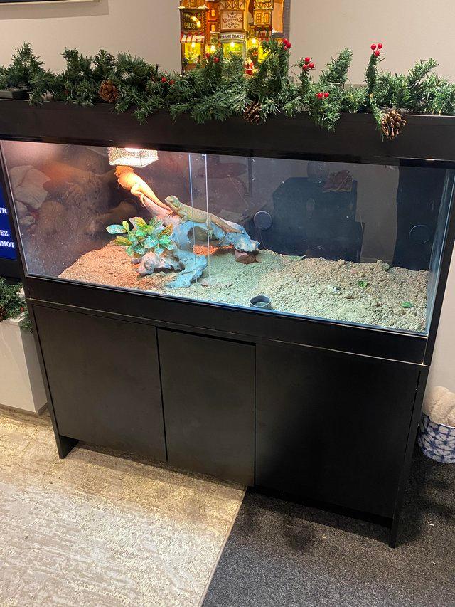 Preview of the first image of Bearded Dragons with full setup.
