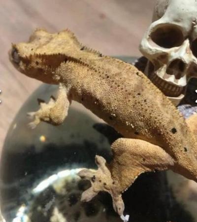 Image 5 of CB21 Yellow, Furred Crested Gecko- Uhtred