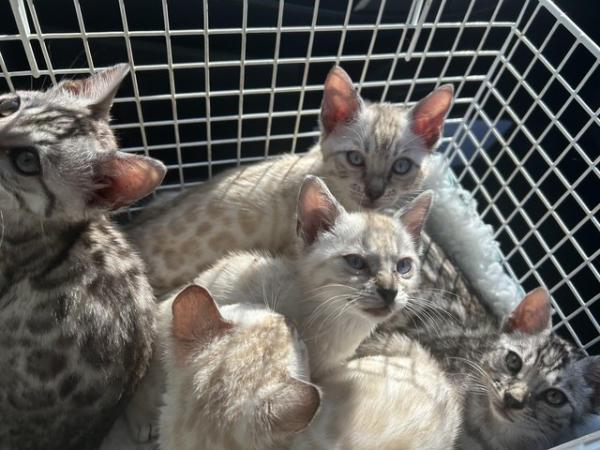 Image 2 of TICA registered beautiful Bengal kittens