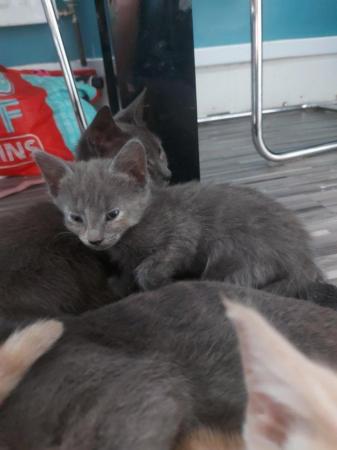 Image 6 of Russian blue x blue marbled bengal