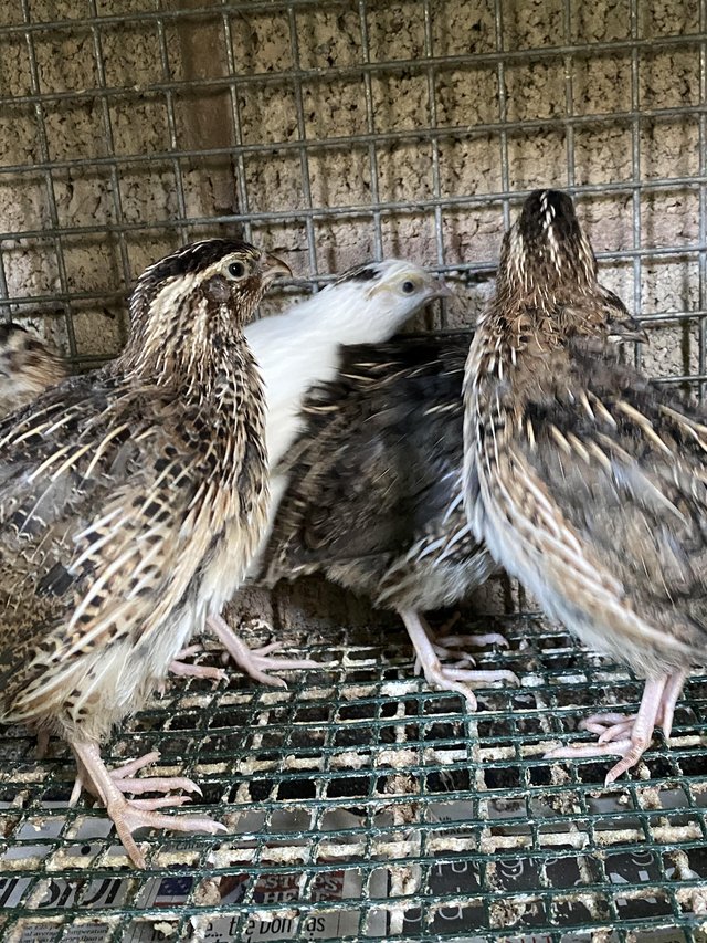 Preview of the first image of Japanese quails for sale.