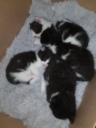 Image 1 of Kittens for sale 4 weeks old