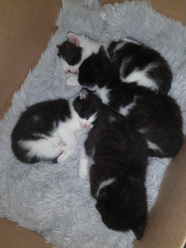 Preview of the first image of Kittens for sale 4 weeks old.