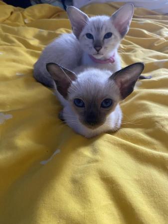 Image 36 of Exceptionally beautiful and silky soft GCCF siamese kittens