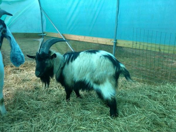 Image 4 of Dwarf dairy goat buck proven,registered, over 1 years old