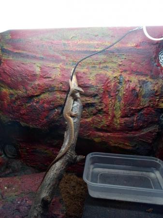 Image 4 of 4 red ackie monitors 8 months old. Think 1-3 ratio