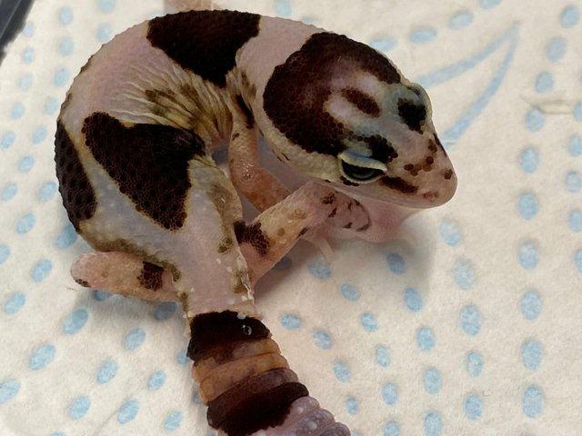 Preview of the first image of Fat Tailed Geckos at Birmingham Reptiles.