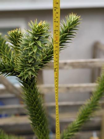 Image 3 of Potted Monkey puzzle trees