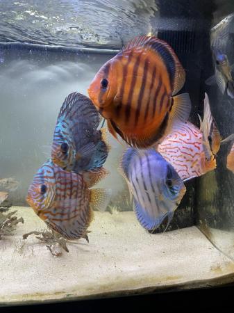 Image 3 of Seven Stendker discus various colours