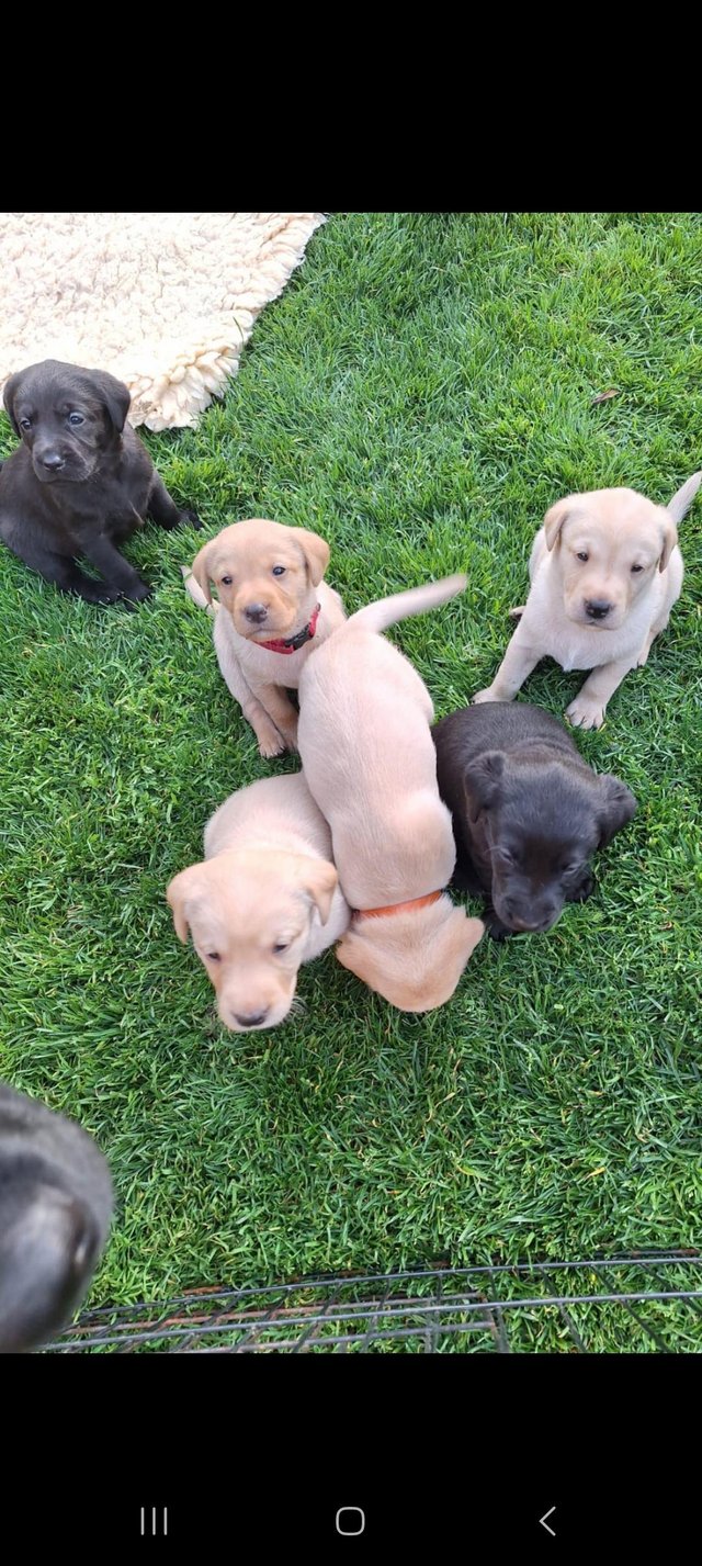 Preview of the first image of KC registered labrador puppies licenced breeder.