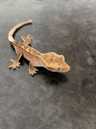 Image 4 of Crested gecko hatchlings and juvenile for sale, available