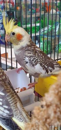 Image 3 of Beautiful Baby Cockatiels Available