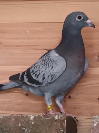 Image 7 of 2024 Racing Pigeons for sale - Squeakers - Eye Suffolk