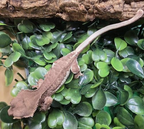 Image 15 of Stunning collection of lily whites/normal crested gecko's