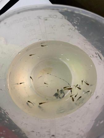 Image 4 of 20 x Mixture of Baby Hybrid Endlers/Guppies Fish