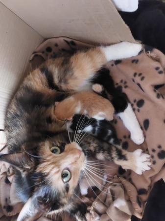 Image 1 of 2 male calico kittens ginger and white 80 each