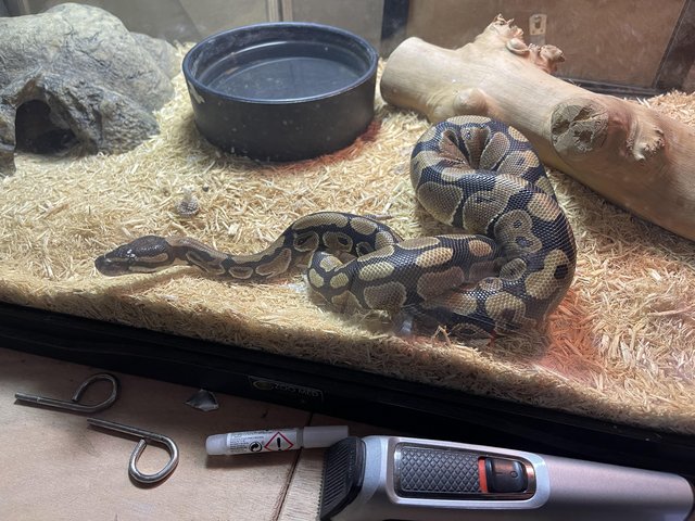 Preview of the first image of 9 month old Royal Python girl.