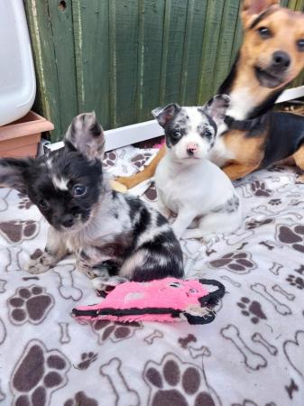 Image 1 of Chihuahua pups AVAILABLE