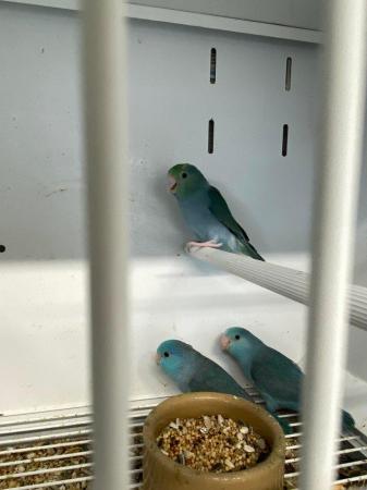 Image 7 of Baby celestial parrotlets ready for new homes