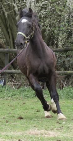 Image 5 of Exceptional smoky blackd colt with amazing lines