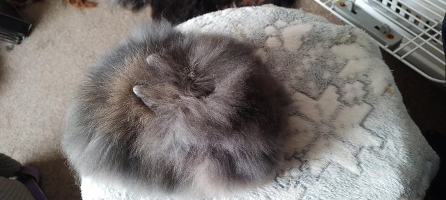 Preview of the first image of Last one Stunning DM lionhead male baby rabbit.