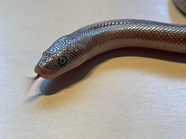 Preview of the first image of 2023 Mid Baja Rosy Boa babies.