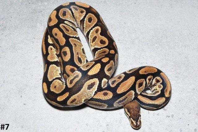 Image 7 of Various Royal Python hatchlings/adults