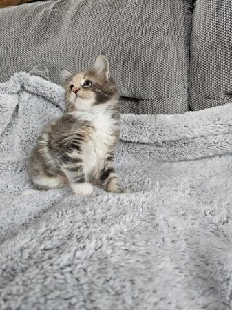 Image 5 of 9 week old maincoon kittens