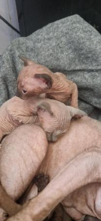 Image 2 of 3 sphynx kittens left. READY 11TH JULY