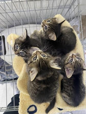Image 8 of 4 kittens 3 girls 1 boy