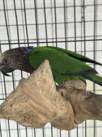 Image 5 of 10 year old Hawkhead parrot