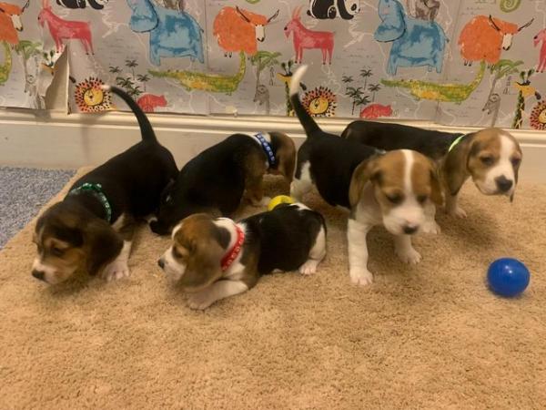 Image 7 of Adorable beagle puppy - ready for a new home