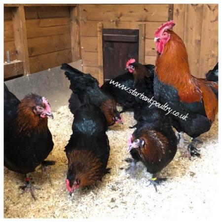 Image 1 of *POULTRY FOR SALE,EGGS,CHICKS,GROWERS,POL PULLETS*