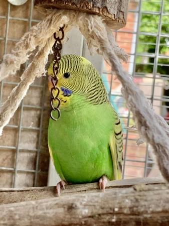 Image 4 of Young Baby budgies for sale