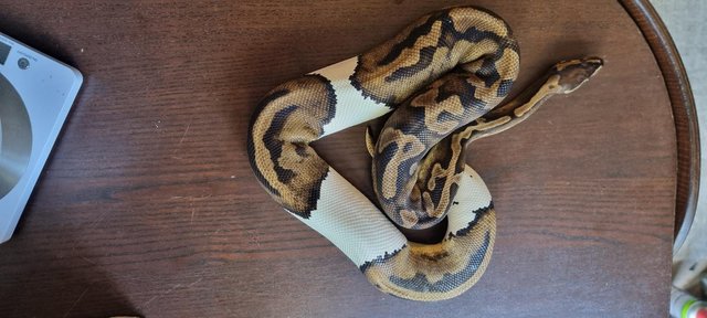 Image 36 of Full collection of ball pythons and racking