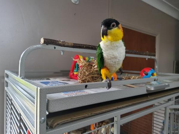 Image 2 of Very Tame Female black headed Caique
