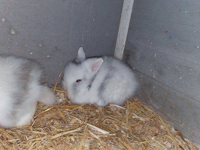 Preview of the first image of BABY LIONHEAD RABBITS for sale.