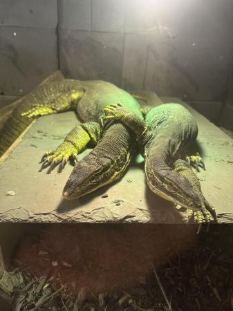 Image 5 of Adult breeding pair of Argus monitors for sale