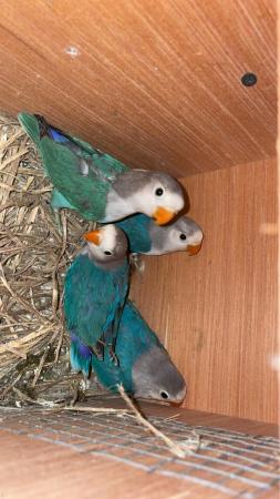 Image 6 of Baby Fischer Lovebirds for sale