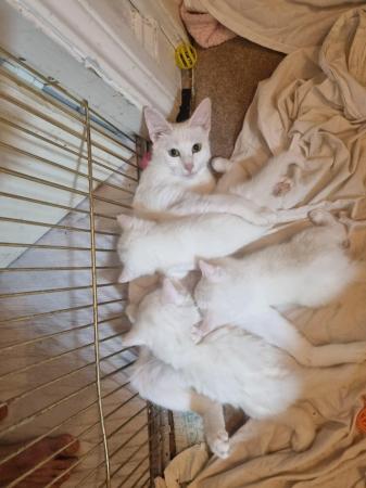Image 5 of 9week old turkish angora kittens