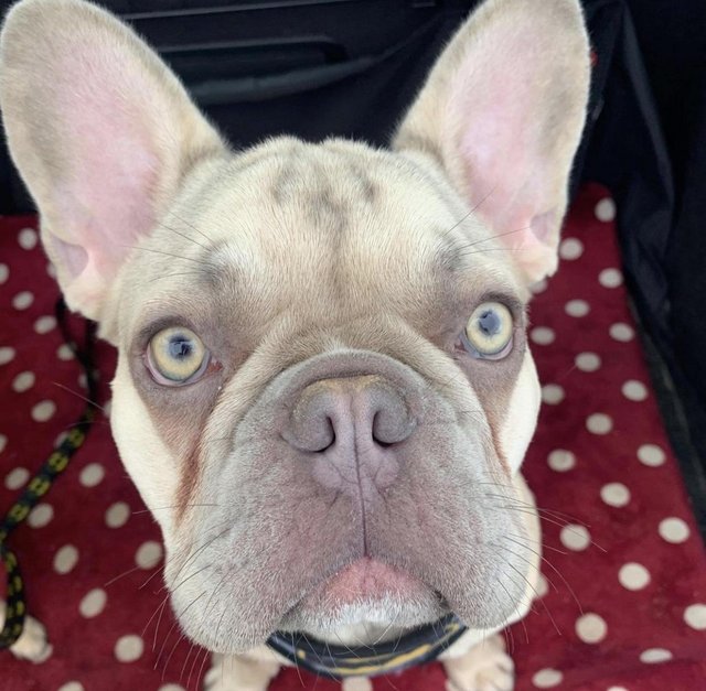 Preview of the first image of Male French Bulldog (lilac & fawn).
