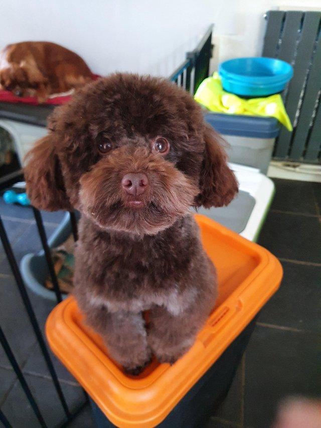 Preview of the first image of kc reg tiny chocolate toy poodle for stud only.