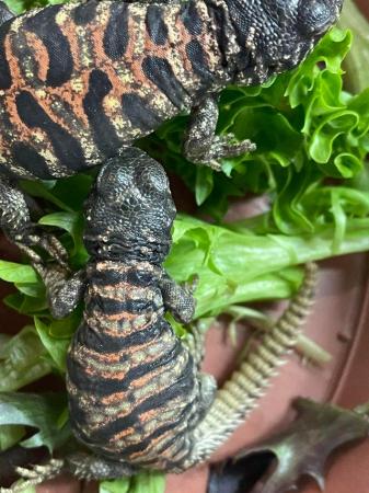 Image 5 of Baby Ornate Uromastyx for sale