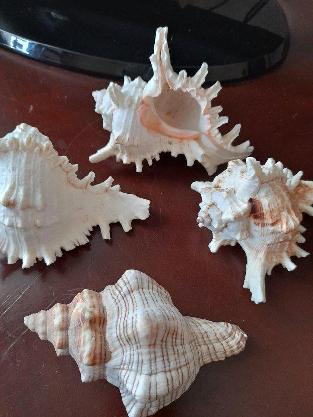 Preview of the first image of Four lovely real conch shells.