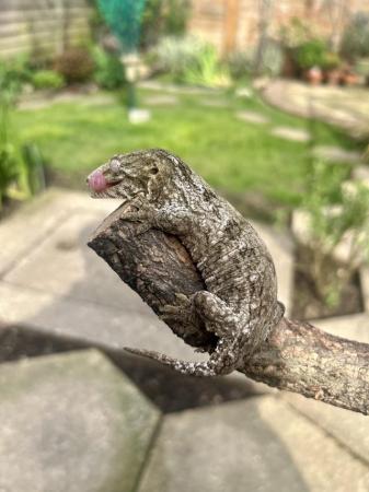 Image 1 of Leachianus Geckos for sale