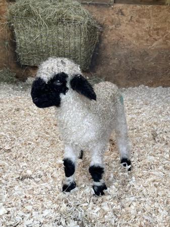Image 3 of Pedigree Valais Blacknose Sheep with Ewe Lamb at Foot