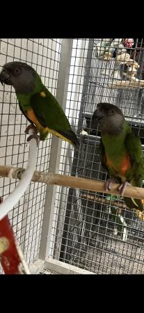 Image 5 of Adult breeding pair of Senegal Parrots
