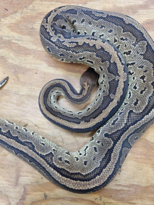 Preview of the first image of Black Head Pinstripe Royal Python.